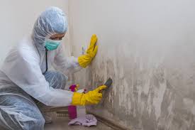 Why You Should Choose Our Mold Remediation Services in Flint Hill, MO